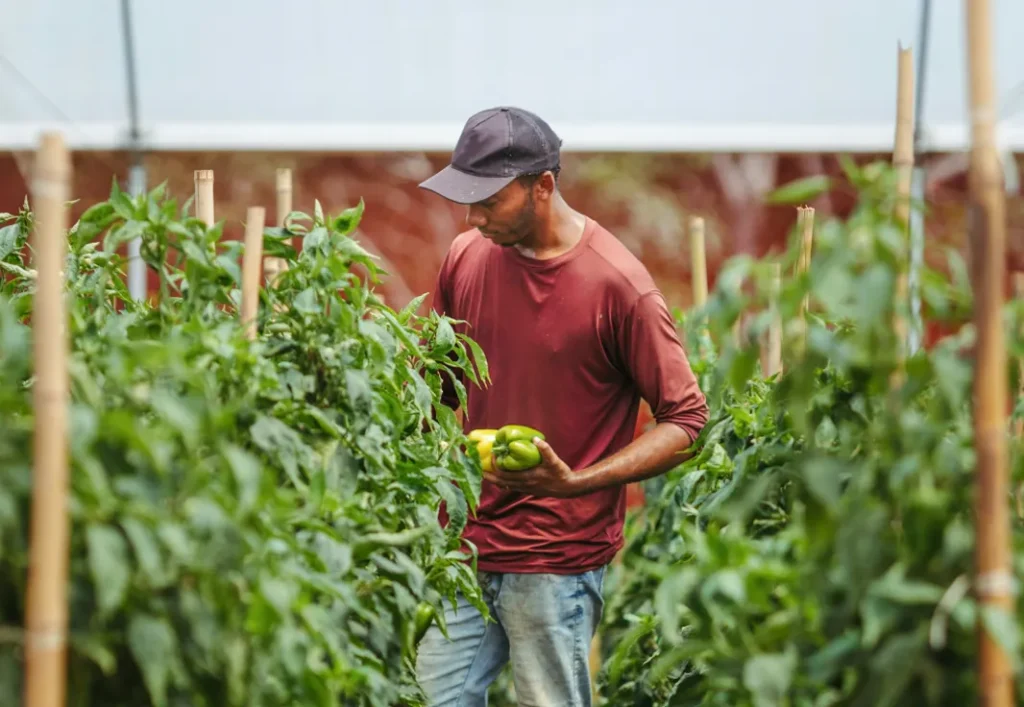 Produits agroalimentaires frais d'Afrique de l'Ouest.