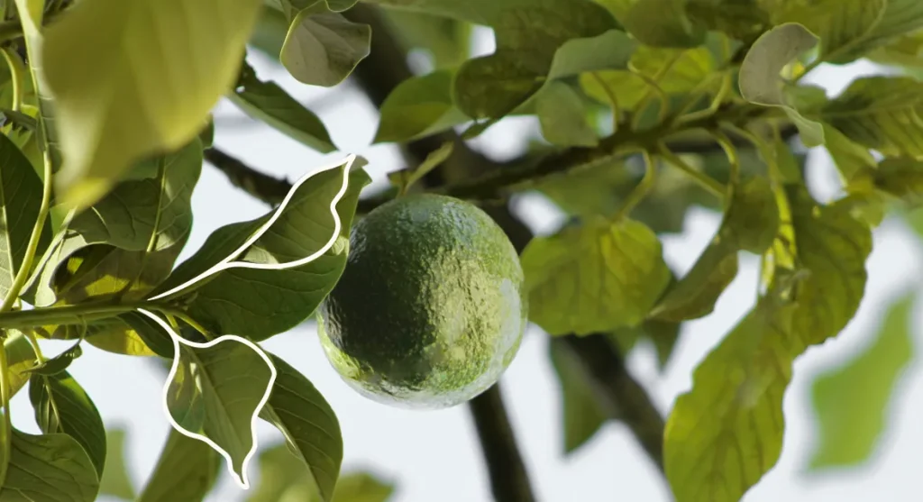 Service de courtage pour produits frais.