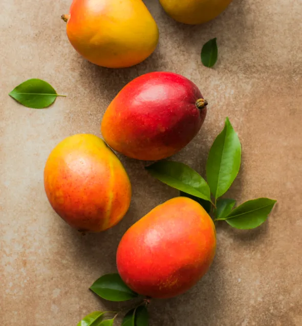 Produits transformés de qualité pour grossistes.