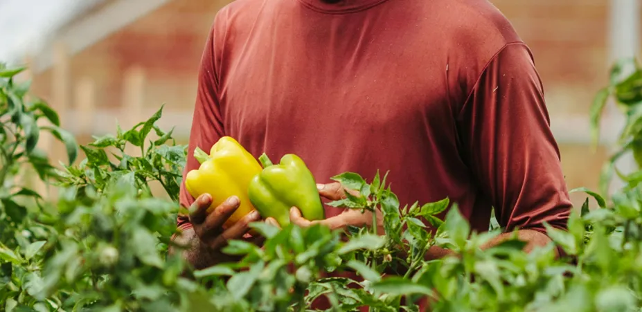 Acheminement rapide de produits agroalimentaires.