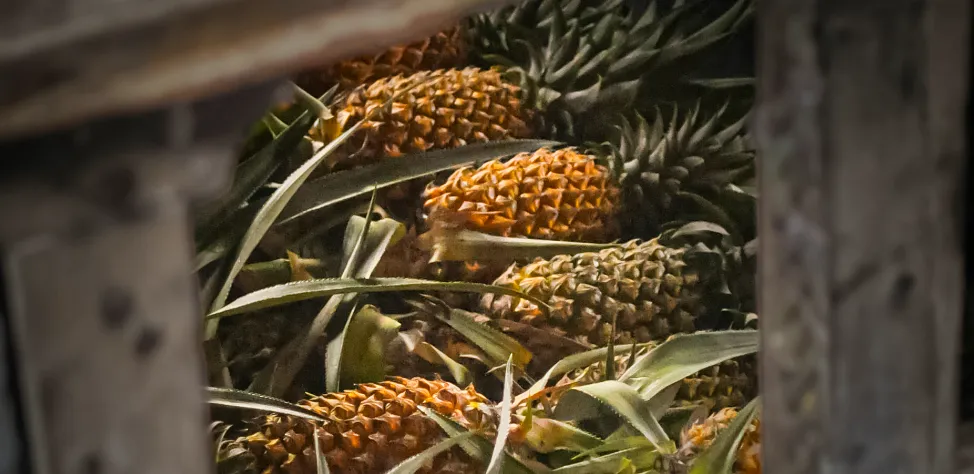 Partenaire de confiance pour importation de fruits.