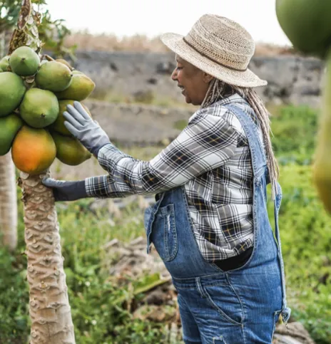 Transactions directes avec des producteurs certifiés.
